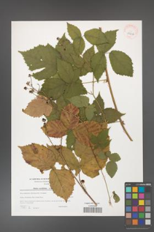 Rubus corylifolius [KOR 39646]