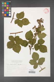 Rubus corylifolius [KOR 32348]