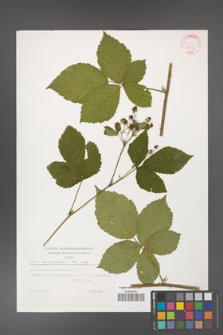 Rubus corylifolius [KOR 32402]