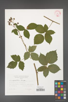 Rubus corylifolius [KOR 32354]
