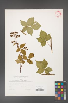 Rubus corylifolius [KOR 32344]