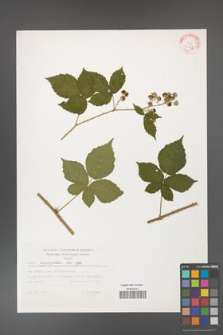 Rubus corylifolius [KOR 32342]