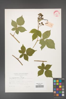 Rubus corylifolius [KOR 32346]