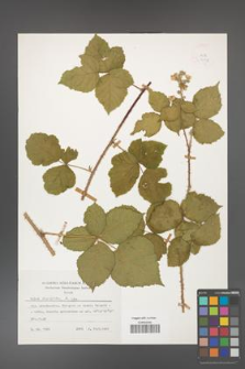 Rubus corylifolius [KOR 24798a]