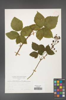 Rubus corylifolius [KOR 24797a]