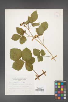 Rubus corylifolius [KOR 24929]