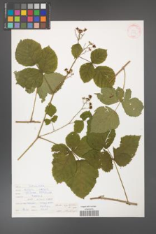 Rubus corylifolius [KOR 30999]