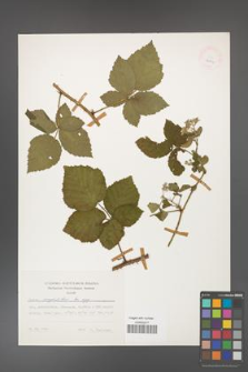 Rubus corylifolius [KOR 24904]