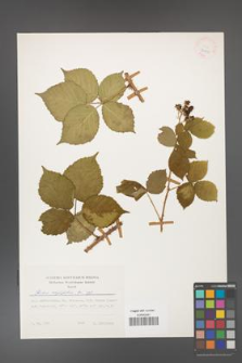 Rubus corylifolius [KOR 24910]