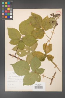 Rubus corylifolius [KOR 31467]