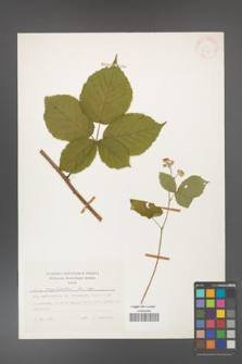 Rubus corylifolius [KOR 24845]