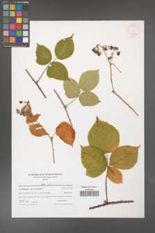Rubus corylifolius [KOR 45989]