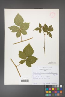 Rubus corylifolius [KOR 52151]