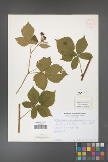 Rubus corylifolius [KOR 52144]