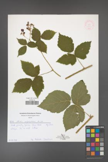 Rubus corylifolius [KOR 51903]