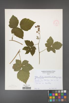 Rubus corylifolius [KOR 52178]