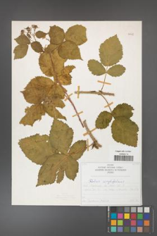 Rubus corylifolius [KOR 50715]