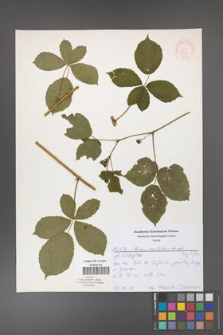 Rubus corylifolius [KOR 52164]