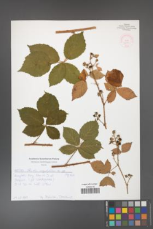 Rubus corylifolius [KOR 52128]