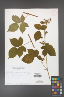 Rubus corylifolius [KOR 52127]