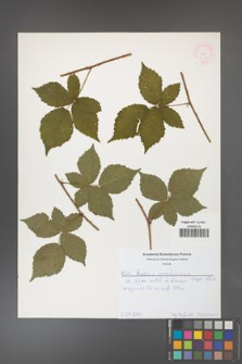 Rubus corylifolius [KOR 52145]