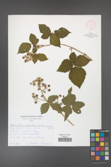 Rubus corylifolius [KOR 52139]
