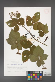 Rubus corylifolius [KOR 29425]