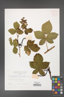 Rubus corylifolius [KOR 29424]