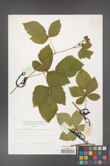 Rubus corylifolius [KOR 29443]