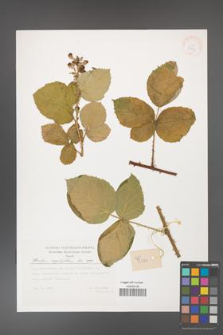 Rubus corylifolius [KOR 29473]