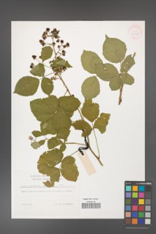 Rubus corylifolius [KOR 32248]