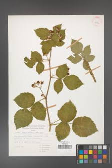 Rubus corylifolius [KOR 29932]