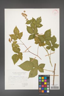 Rubus corylifolius [KOR 29951]