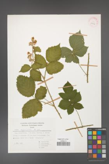 Rubus corylifolius [KOR 29954]