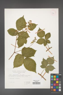 Rubus corylifolius [KOR 29934]