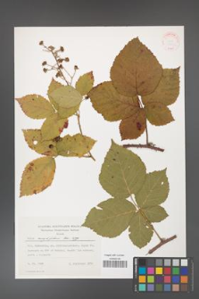 Rubus corylifolius [KOR 31419]