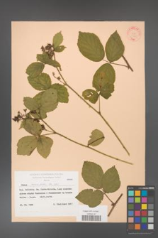 Rubus corylifolius [KOR 31440]