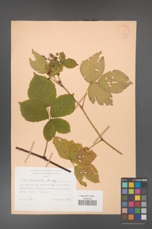 Rubus corylifolius [KOR 28010]