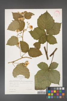 Rubus corylifolius [KOR 31416]