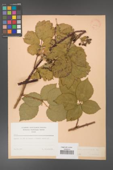 Rubus corylifolius [KOR 23406]