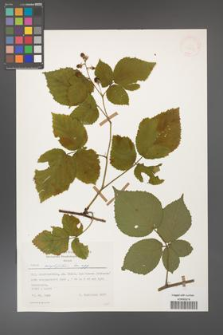 Rubus corylifolius [KOR 31421]