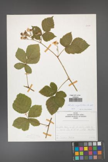 Rubus corylifolius [KOR 50712]
