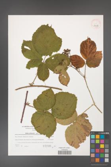 Rubus dollnensis [KOR 39682]
