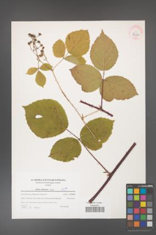 Rubus dollnensis [KOR 39687]