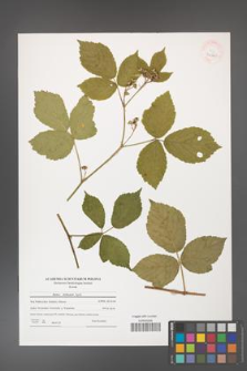 Rubus dollnensis [KOR 40560]