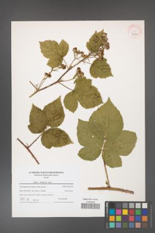 Rubus dollnensis [KOR 40801]