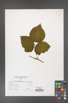Rubus dollnensis [KOR 41199]