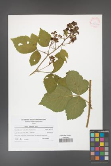 Rubus dollnensis [KOR 41608a]