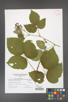 Rubus dollnensis [KOR 41603a]