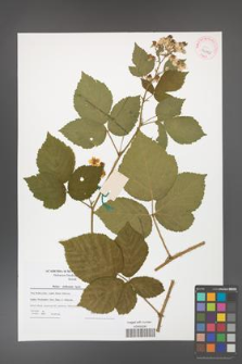 Rubus dollnensis [KOR 42353]